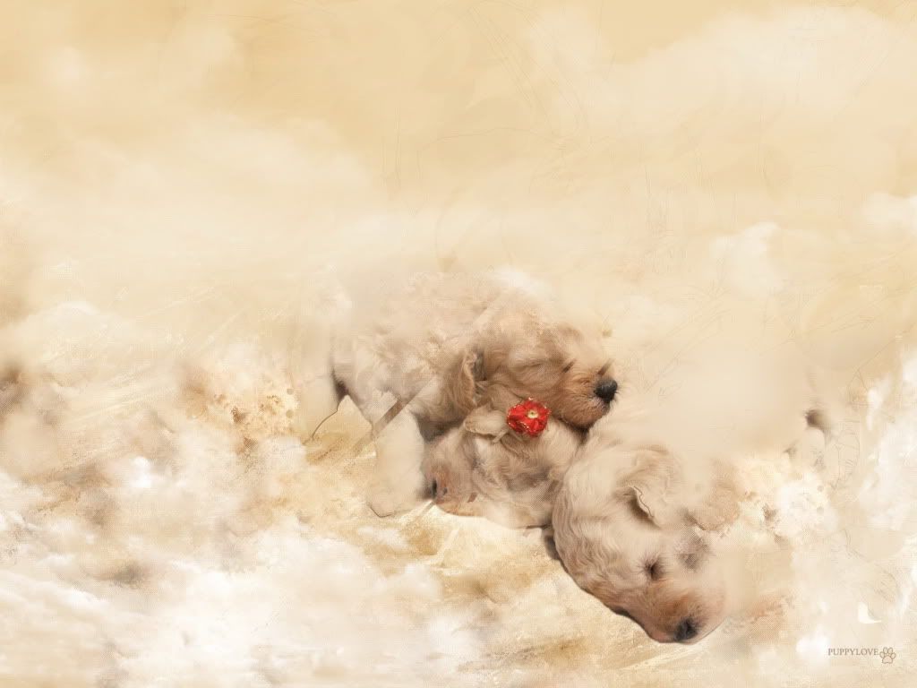 WallpapersMania_vol21-462-1.jpg
