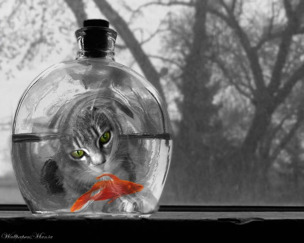 WallpapersMania_vol23-029-1.jpg