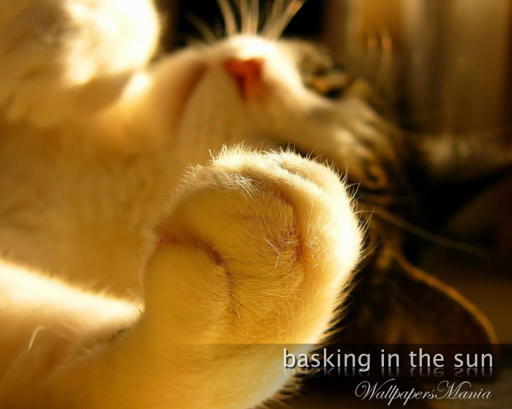 WallpapersMania_vol26-1217-1.jpg