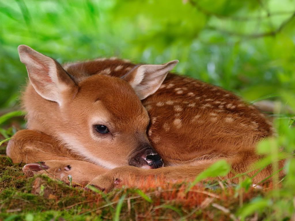 WallpapersMania_vol31-1226-1.jpg