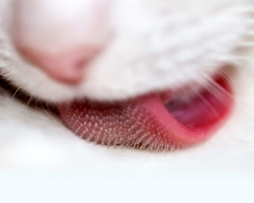 WallpapersMania_vol43-296-1.jpg