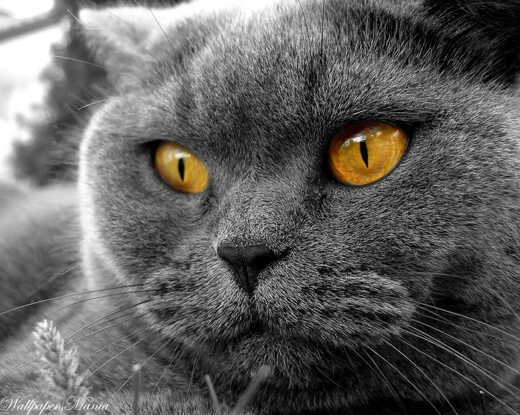 WallpapersMania_vol6-201-1.jpg