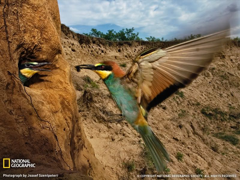 bee-eater-hungary-1188993-sw.jpg
