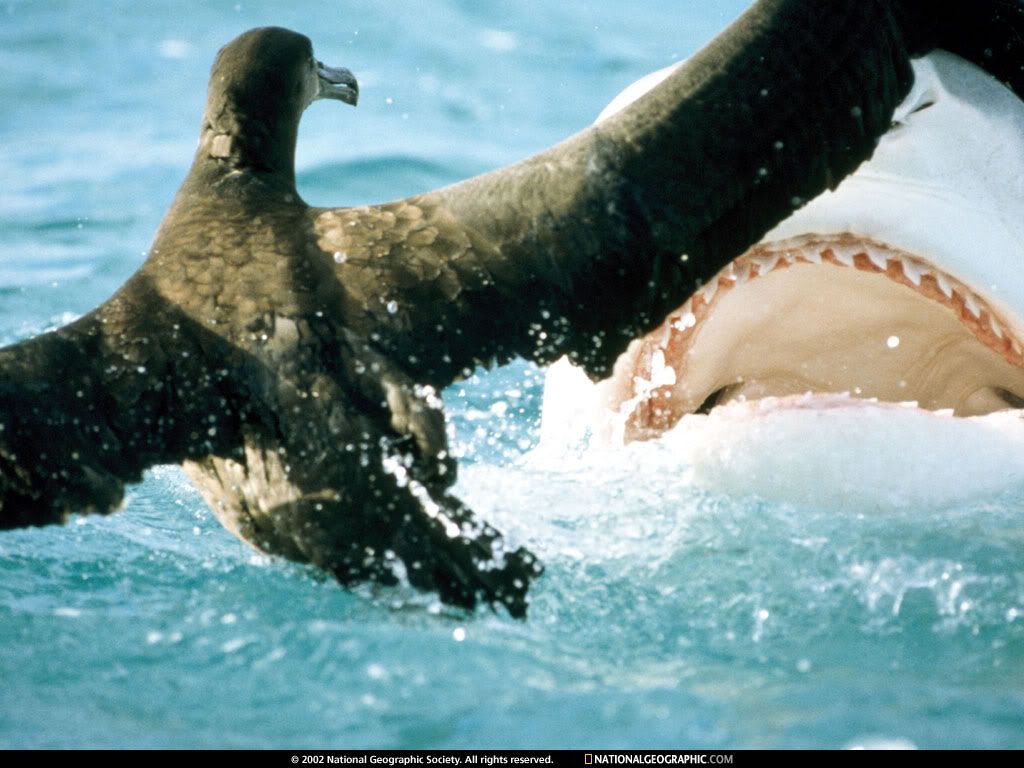 HawaiianIslandsNationalWildlifeRefu.jpg