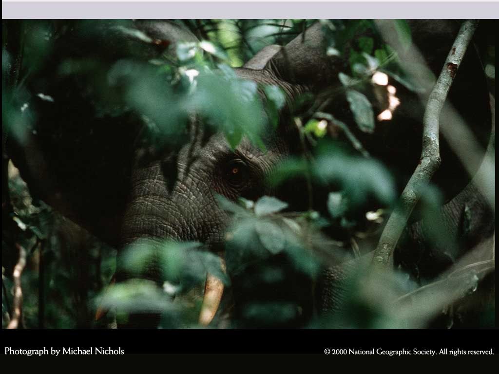 NationalGeographic20002.jpg