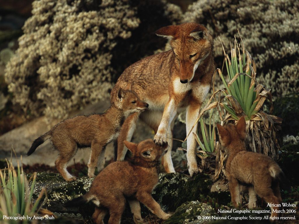 NationalGeographic200610.jpg