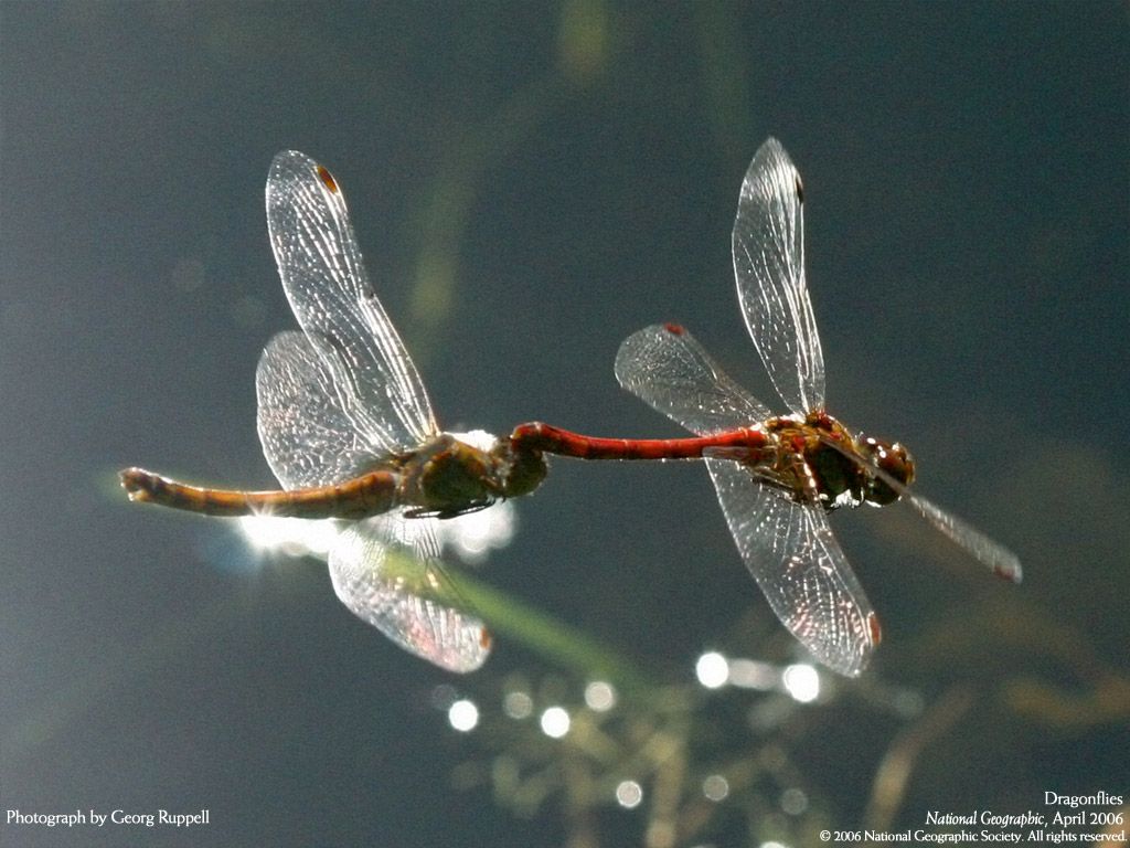 NationalGeographic200614.jpg