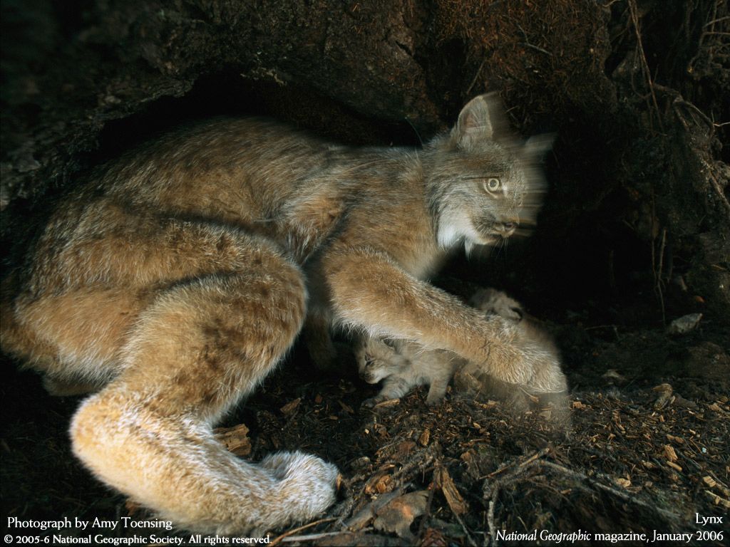 NationalGeographic200615.jpg