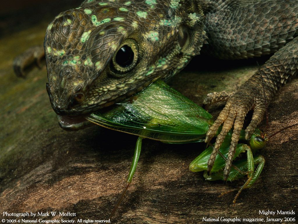 NationalGeographic200626.jpg