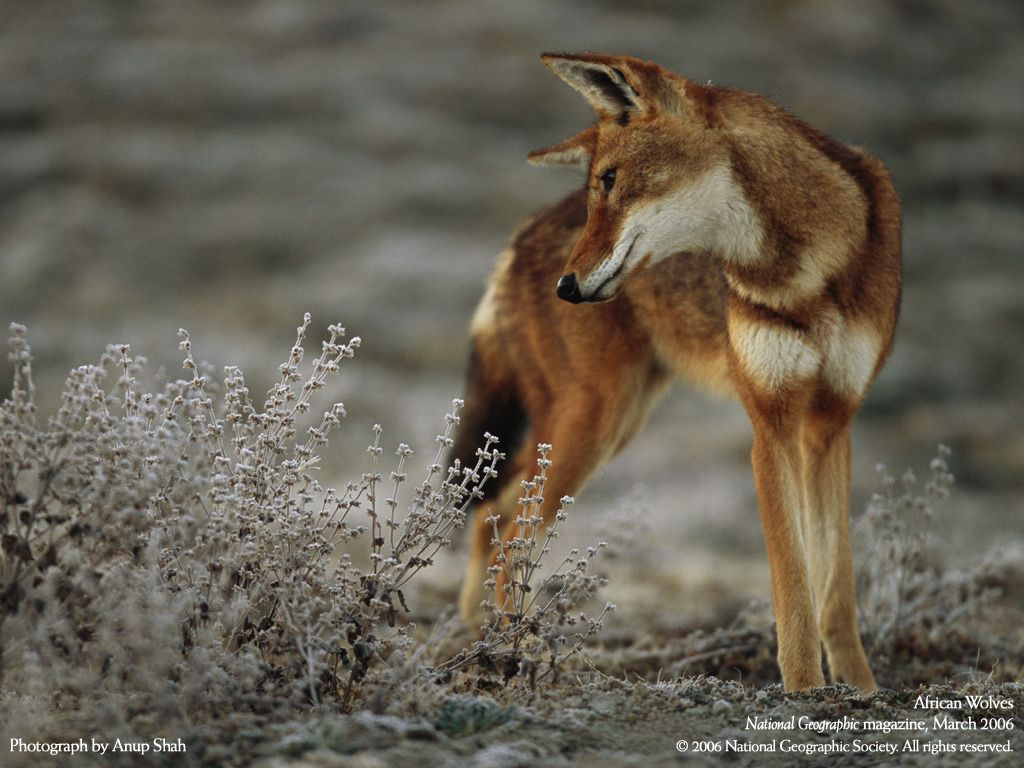 NationalGeographic200630.jpg