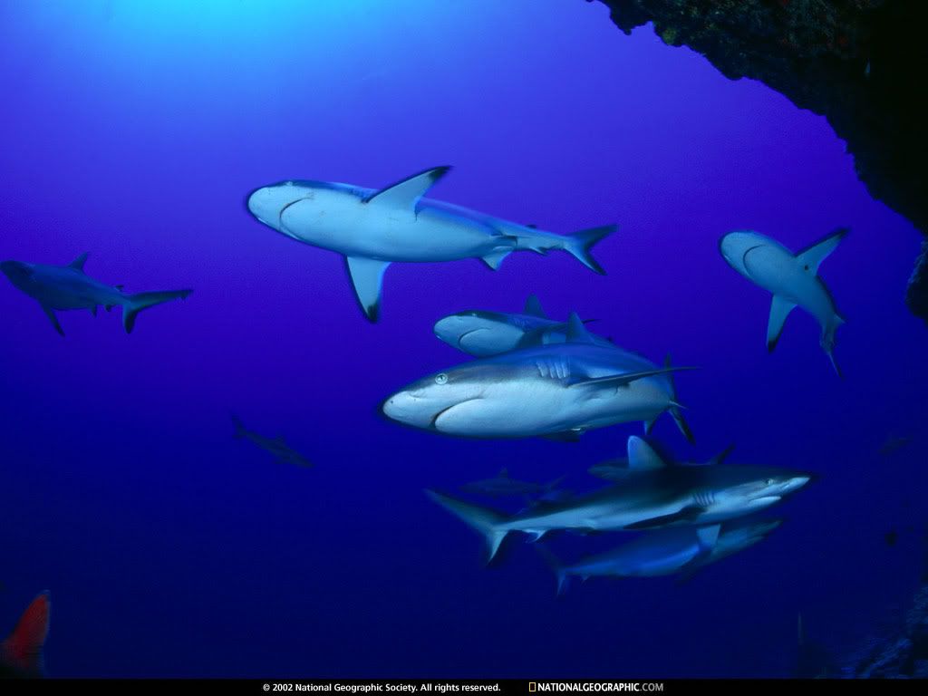 NationalGeographicWallpapers006.jpg