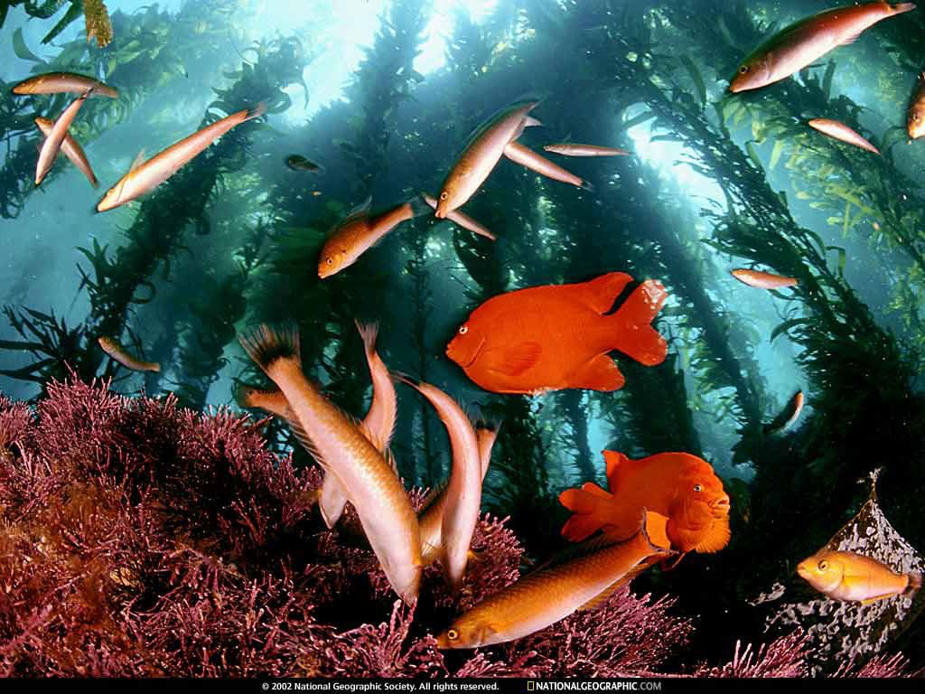 NationalGeographicWallpapers008.jpg