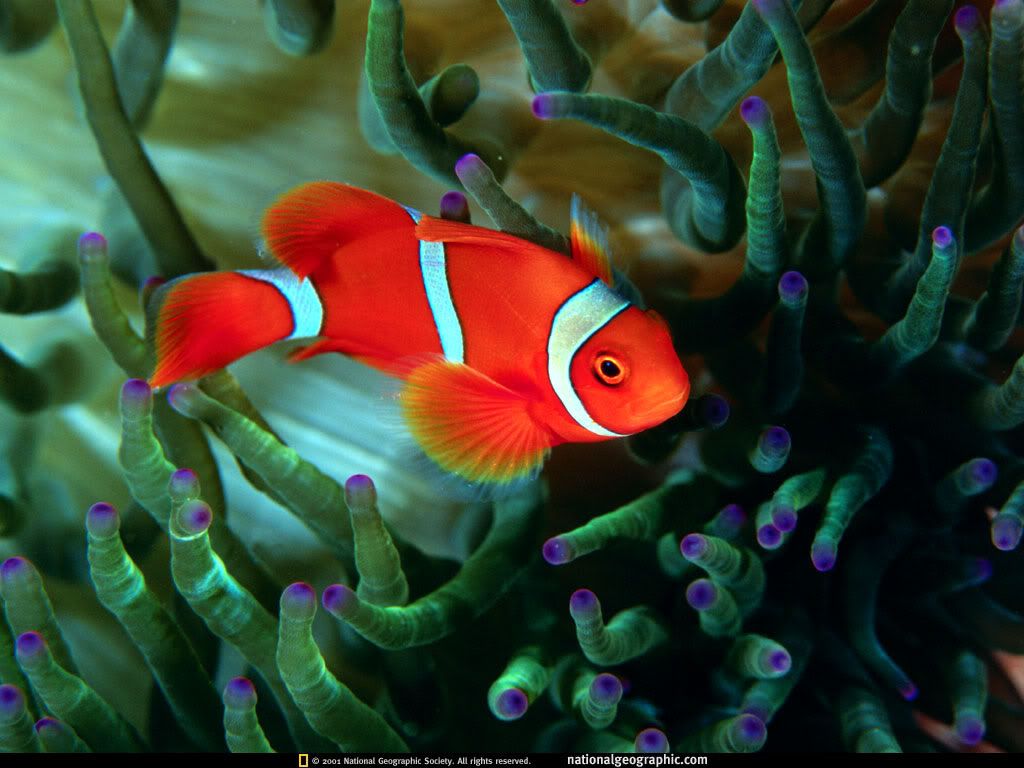 NationalGeographicWallpapers012.jpg