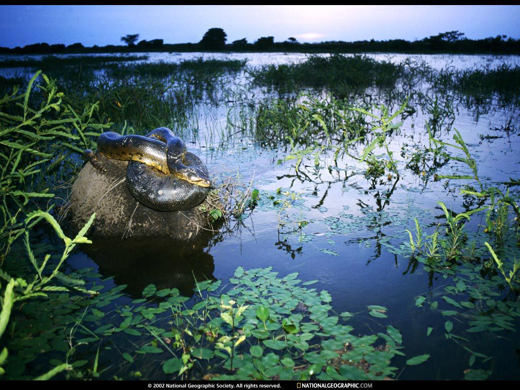 NationalGeographicWallpapers026.jpg