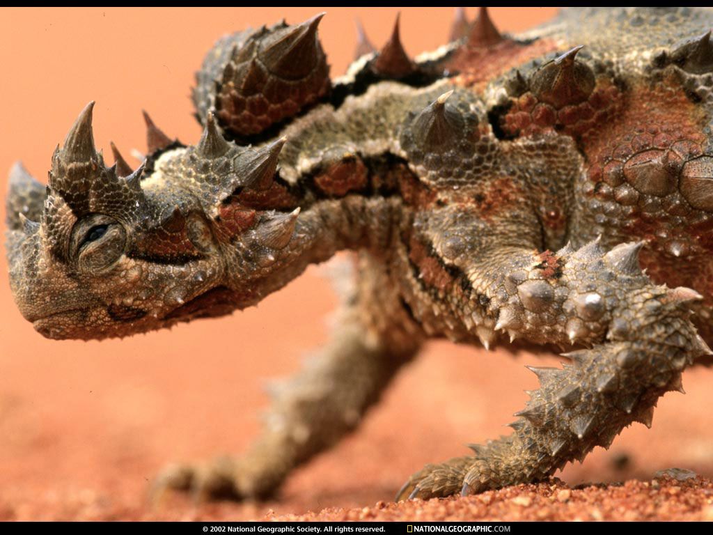 NationalGeographicWallpapers030.jpg