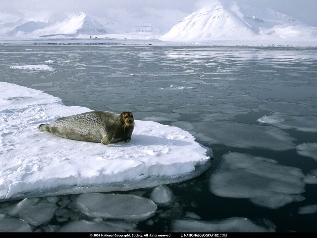 NationalGeographicWallpapers034.jpg