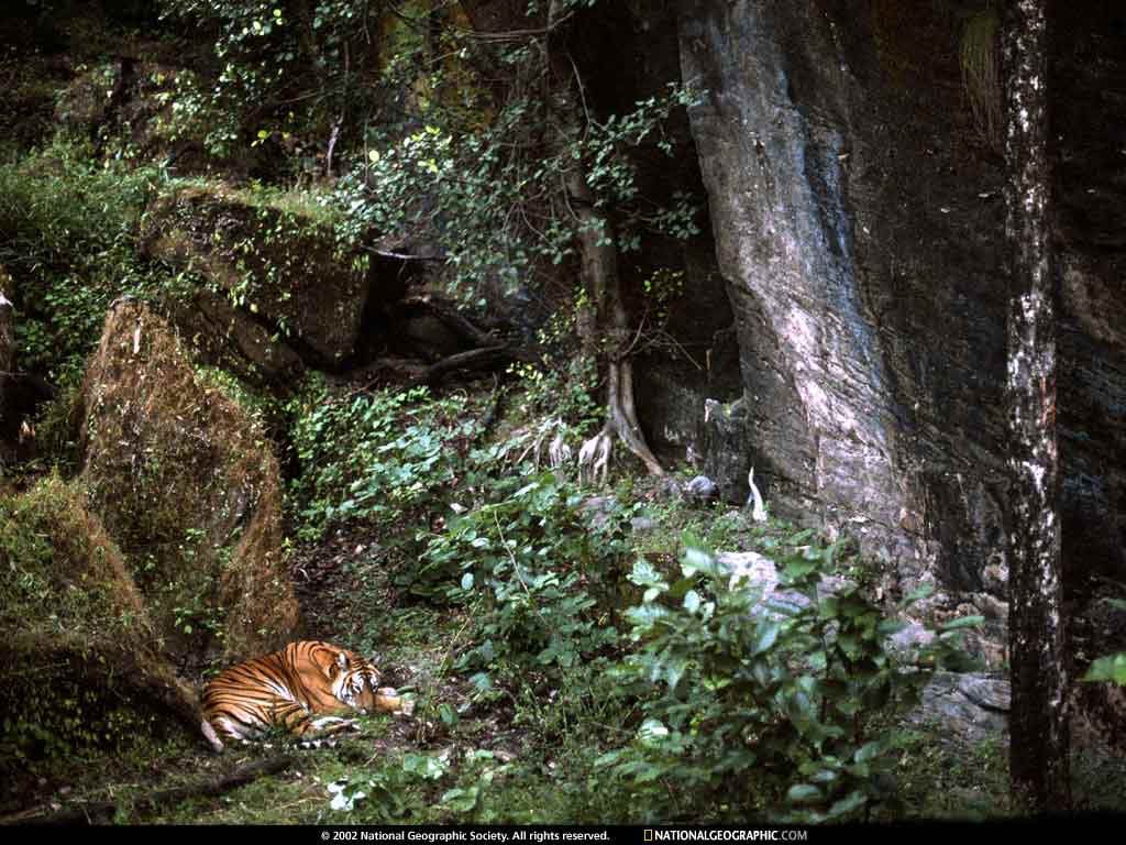 NationalGeographicWallpapers044.jpg