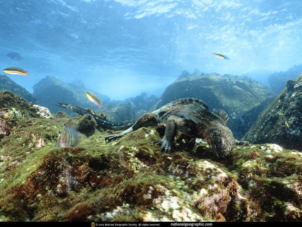 NationalGeographicWallpapers045.jpg