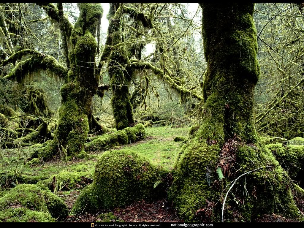 NationalGeographicWallpapers048.jpg