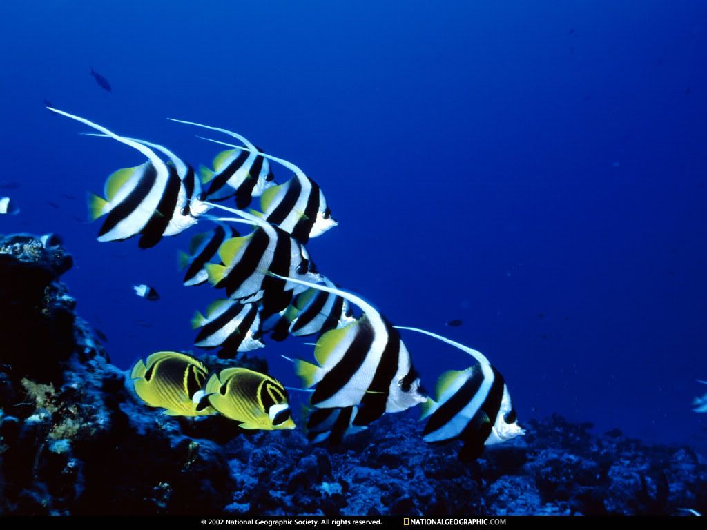 NationalGeographicWallpapers063.jpg