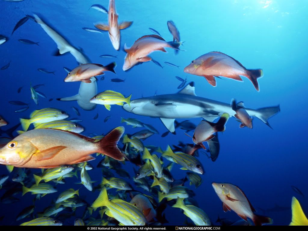 NationalGeographicWallpapers064.jpg
