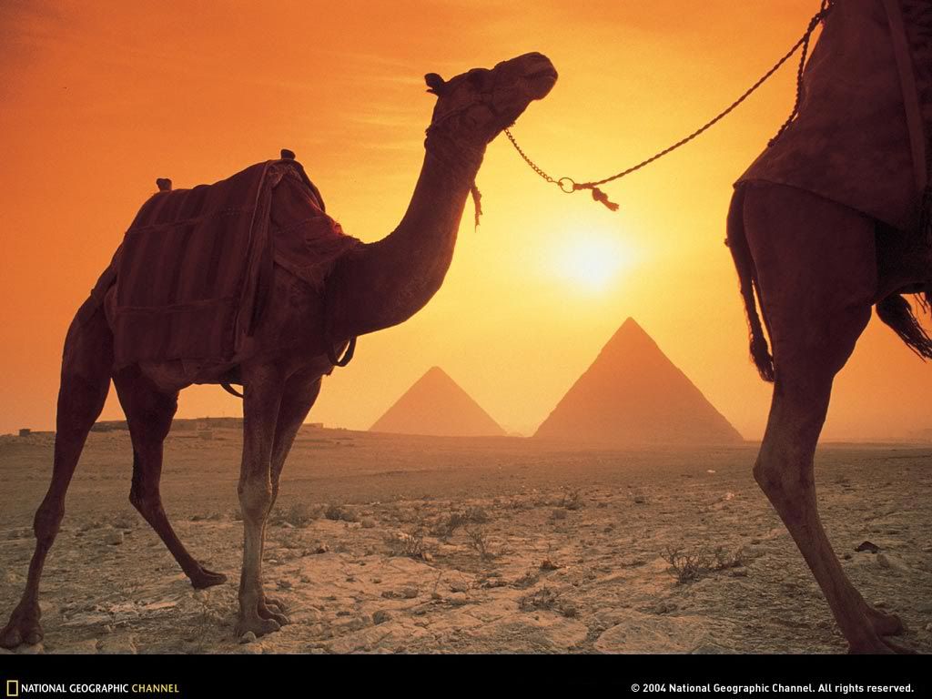 camels_1024b.jpg