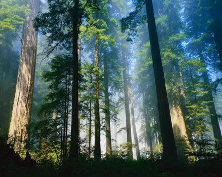 1162498276_nature_26.jpg