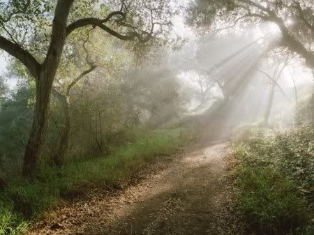 1162498276_nature_39.jpg