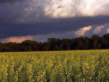 1162498276_nature_6.jpg