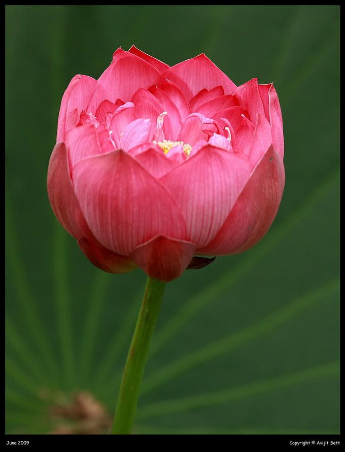 9473335-md.jpg