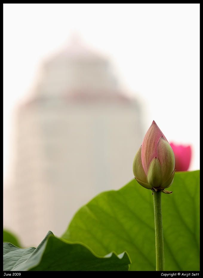 9473362-md.jpg