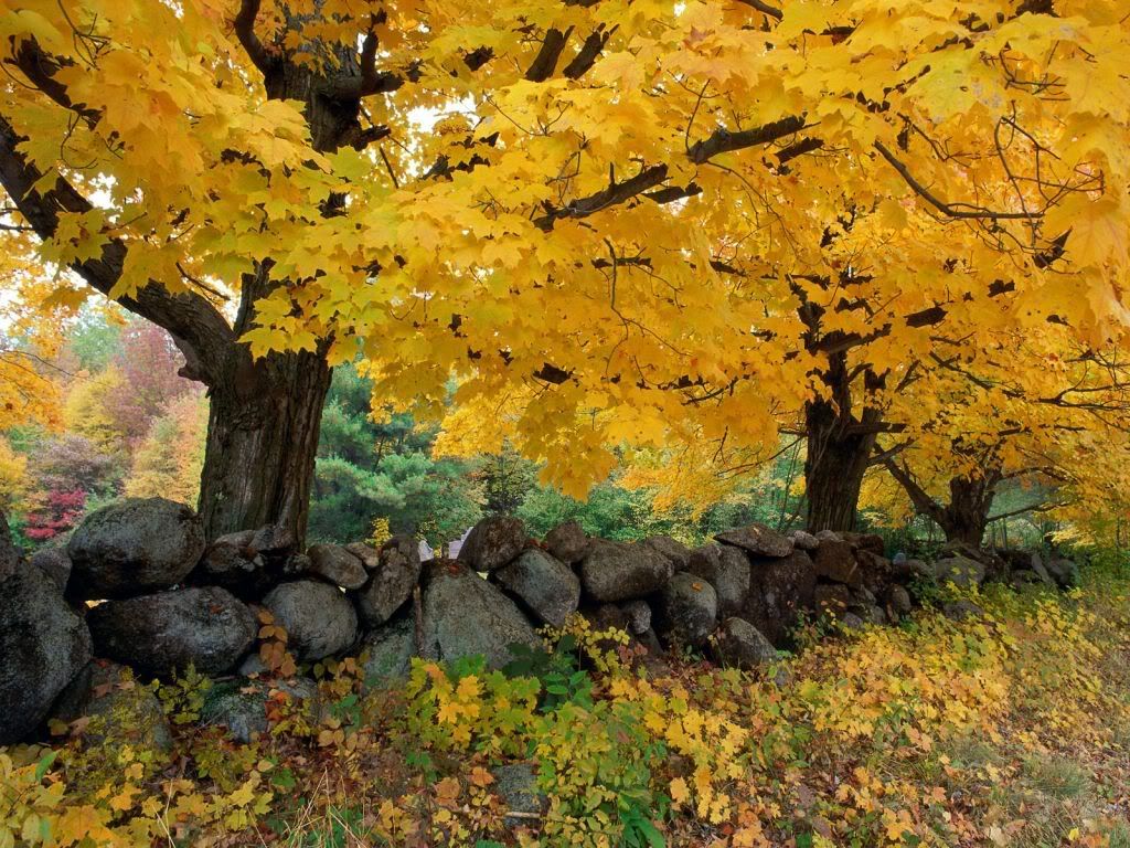 AGoldenSeasoninNewEngland.jpg