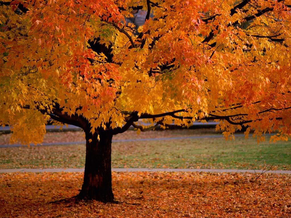 AnAutumnBeauty.jpg