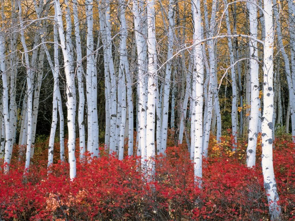 AspenForestWasatchMountainsUtah.jpg