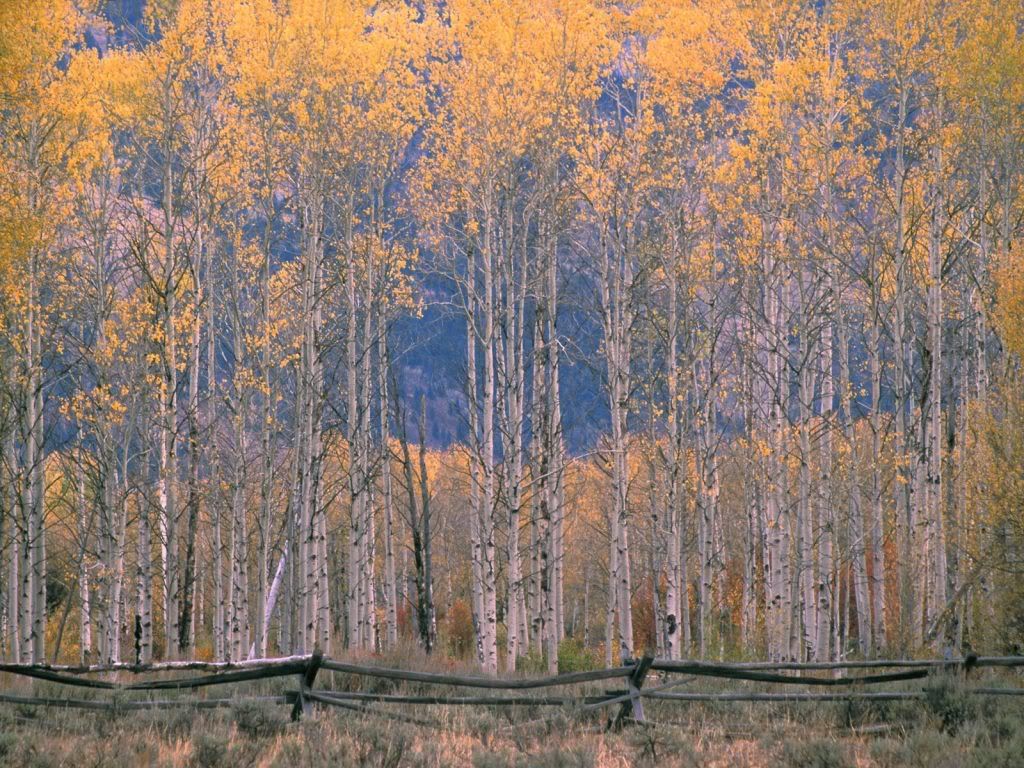 AspenSplendorJacksonHoleWyoming.jpg