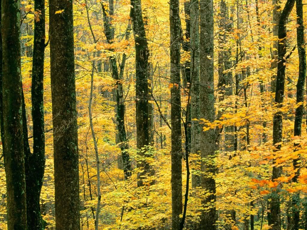 AutumnForestGreatSmokyMountainsNati.jpg