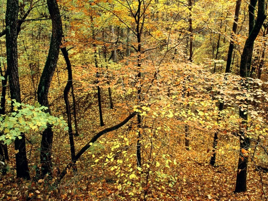 AutumnForestPercyWarnerParkNashvill.jpg