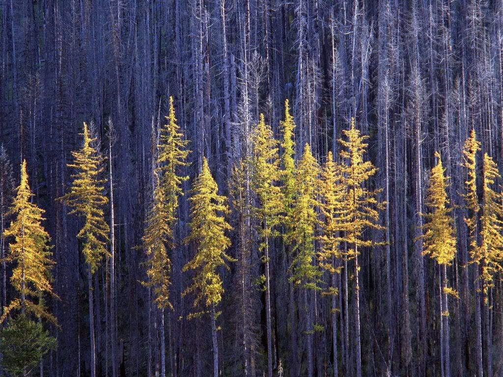 AutumnLarchTreesColvilleNationalFor.jpg