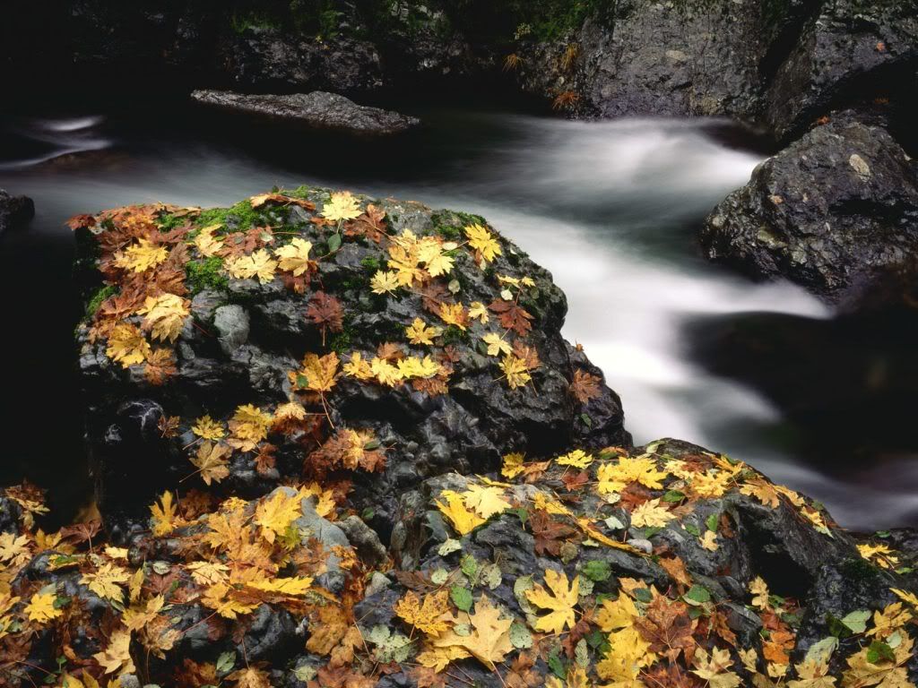 AutumnLeafCoveredRockElkRiverOregon.jpg