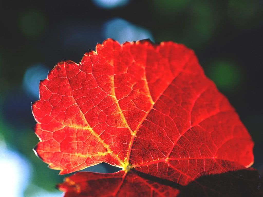 AutumnLeafinVineyards.jpg