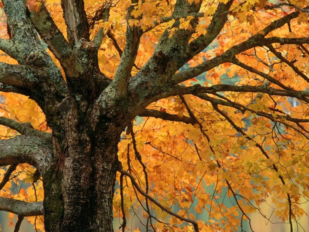 AutumnMapleBassLakeNorthCarolina-16.jpg