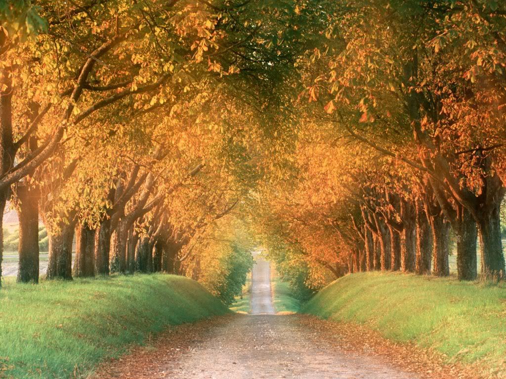 AutumnRoadCognacRegionFrance.jpg