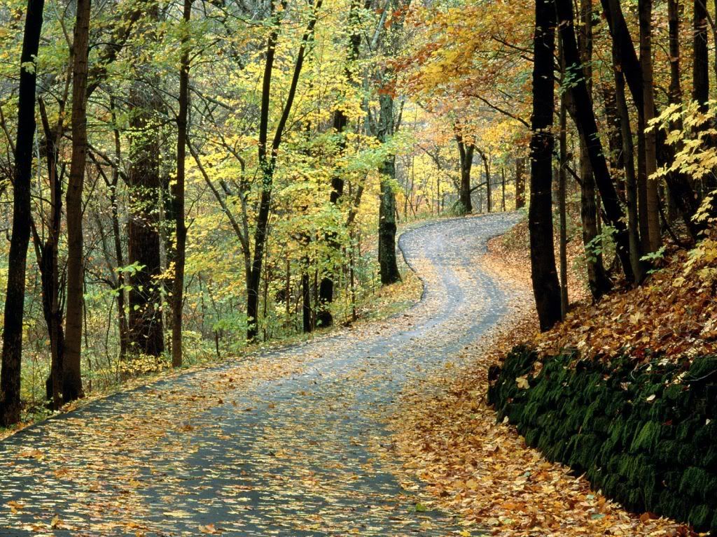 AutumnRoadPercyWarnerParkNashvilleT.jpg
