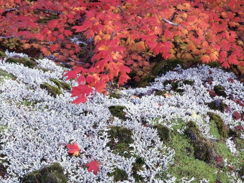 AutumnVineMapleandLichens.jpg