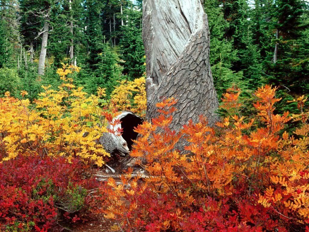 AutumnatHeatherMeadowsNorthCascades.jpg