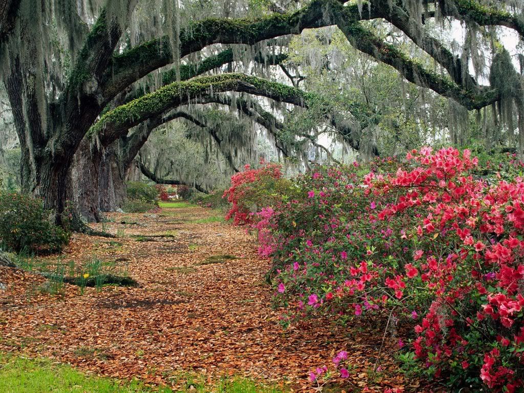 AzaleasandLiveOaksMagnoliaPlantatio.jpg