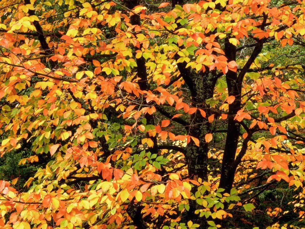 BeechTreeinAutumnWashingtonParkPort.jpg