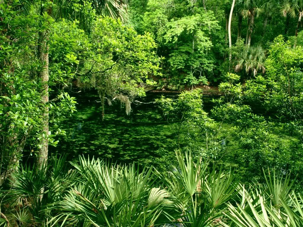 BlueSpringStateParkFlorida-1600x120.jpg