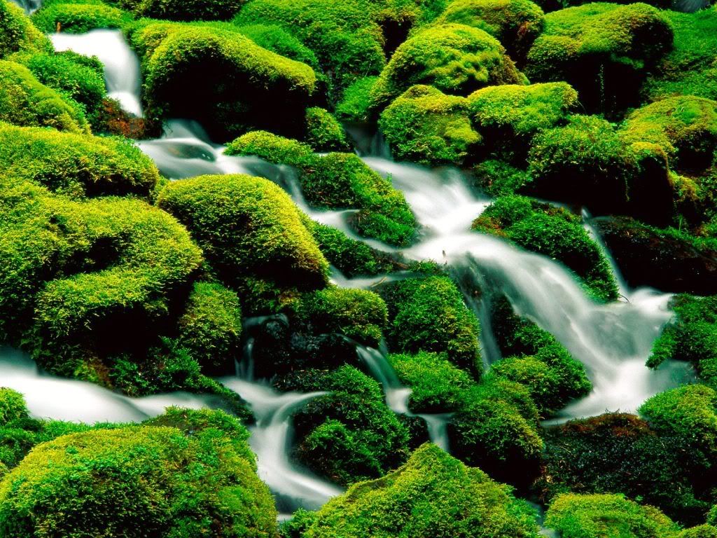 ClearwaterFallsUmpquaNationalForest.jpg