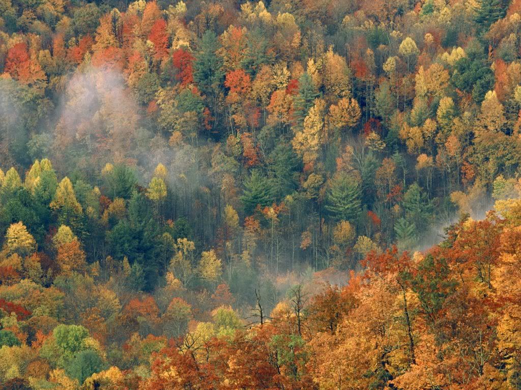 ColorfulAutumnForestGreatSmokyNatio.jpg